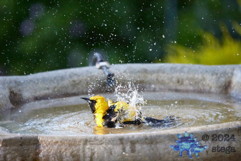 Hooded Oriole
