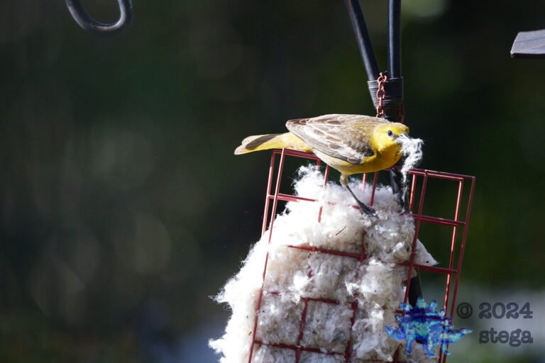 Bullock’s Oriole