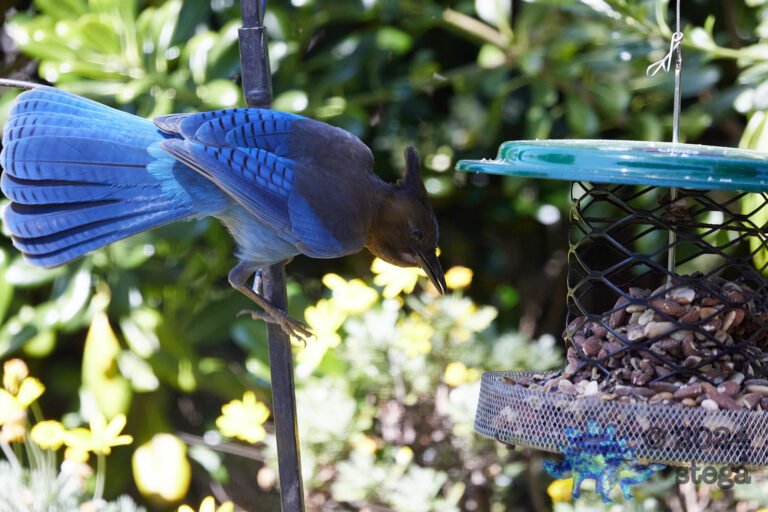 Steller’s Jay