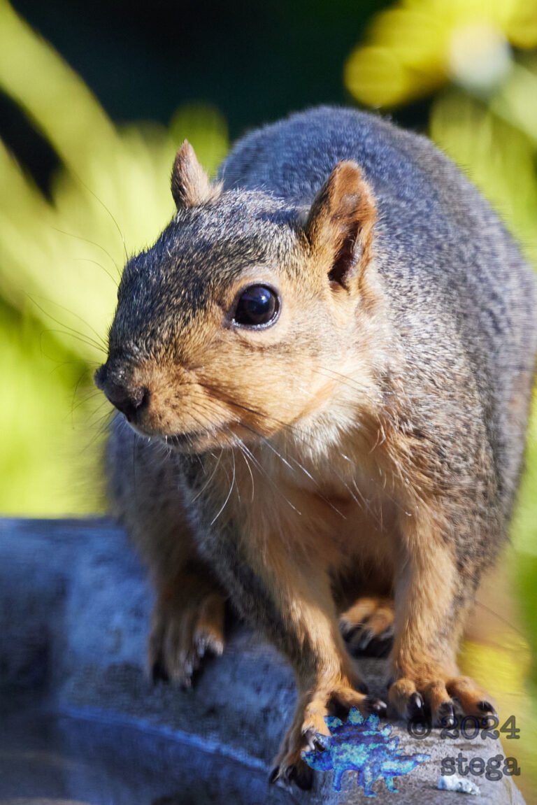 Fox Squirrel