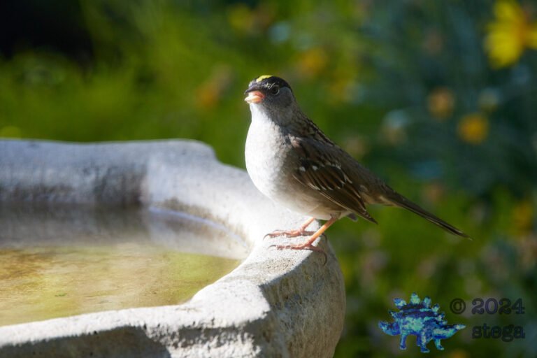 Gold-Crowned Sparrow