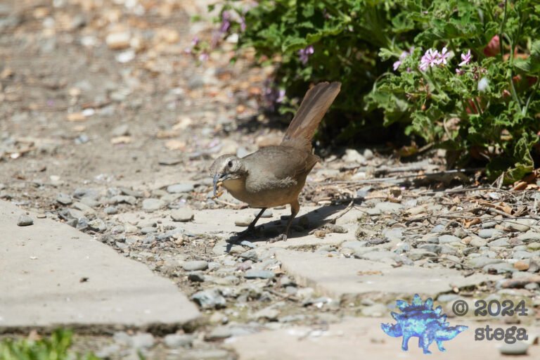 California Thrasher