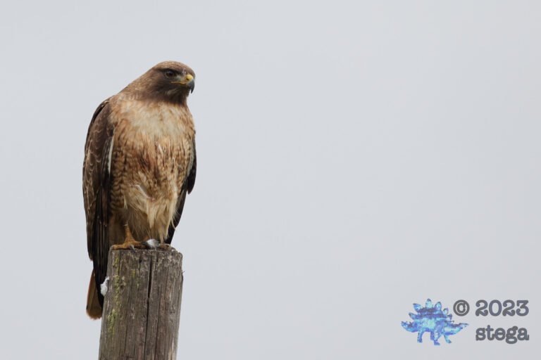 Red-Tailed Hawk
