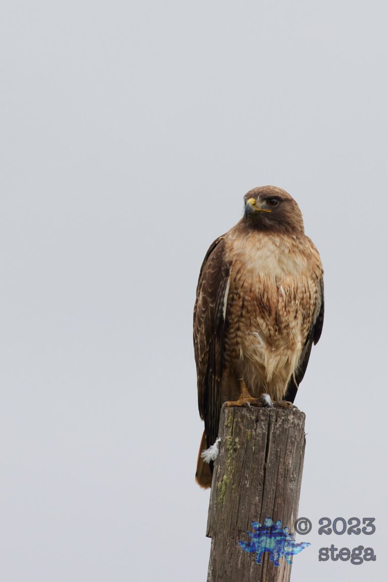 Red-Tailed Hawk