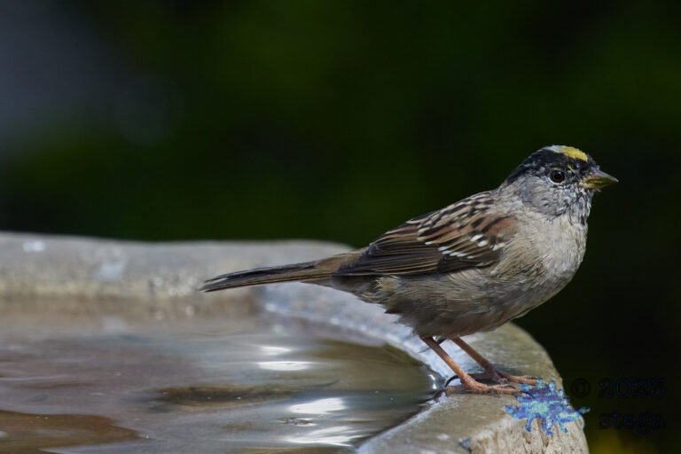 Gold-Crowned Sparrow