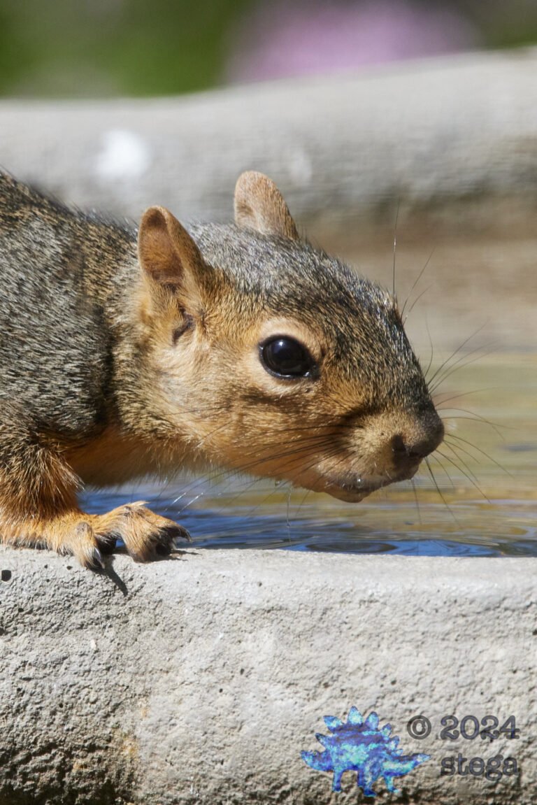 Fox Squirrel