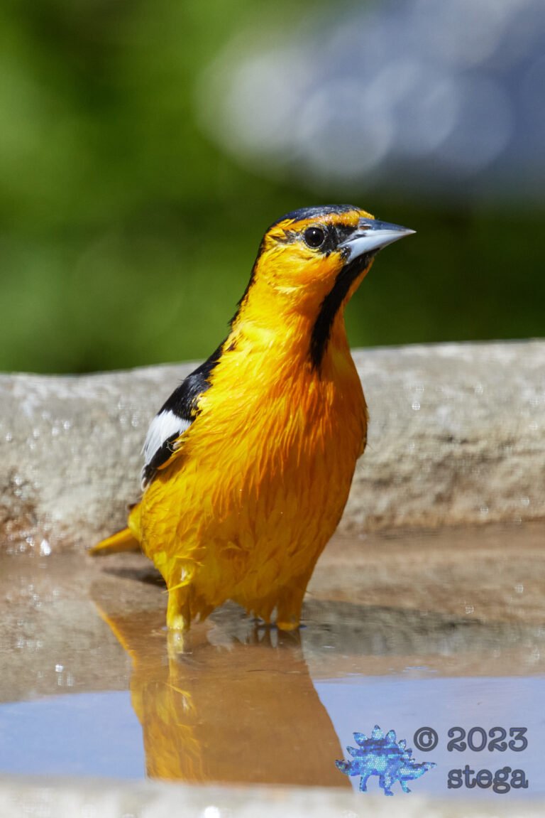 Bullock’s Oriole