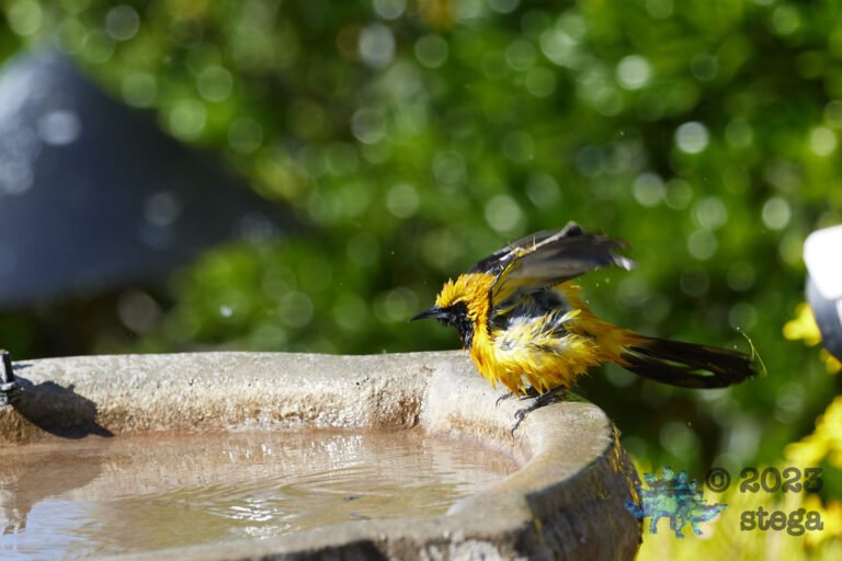 Hooded Oriole