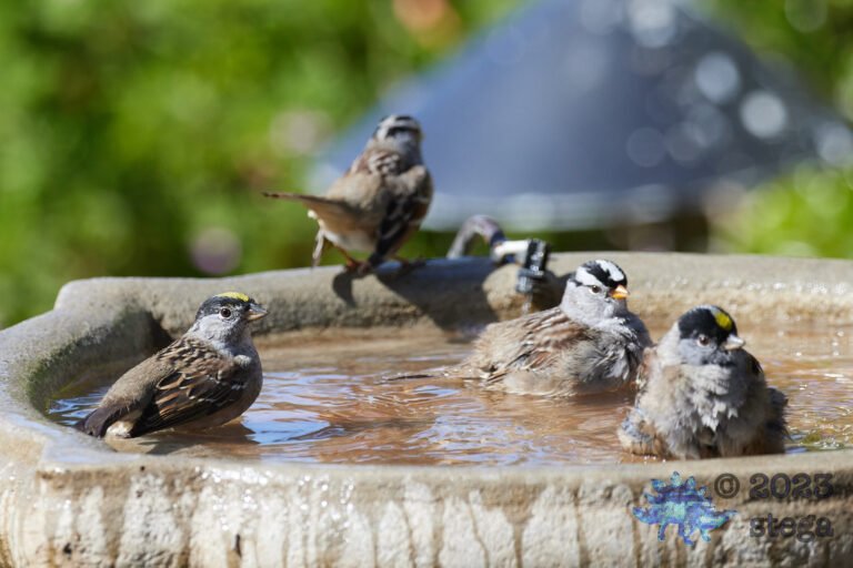 Gold-Crowned Sparrow, White-Crowned Sparrow