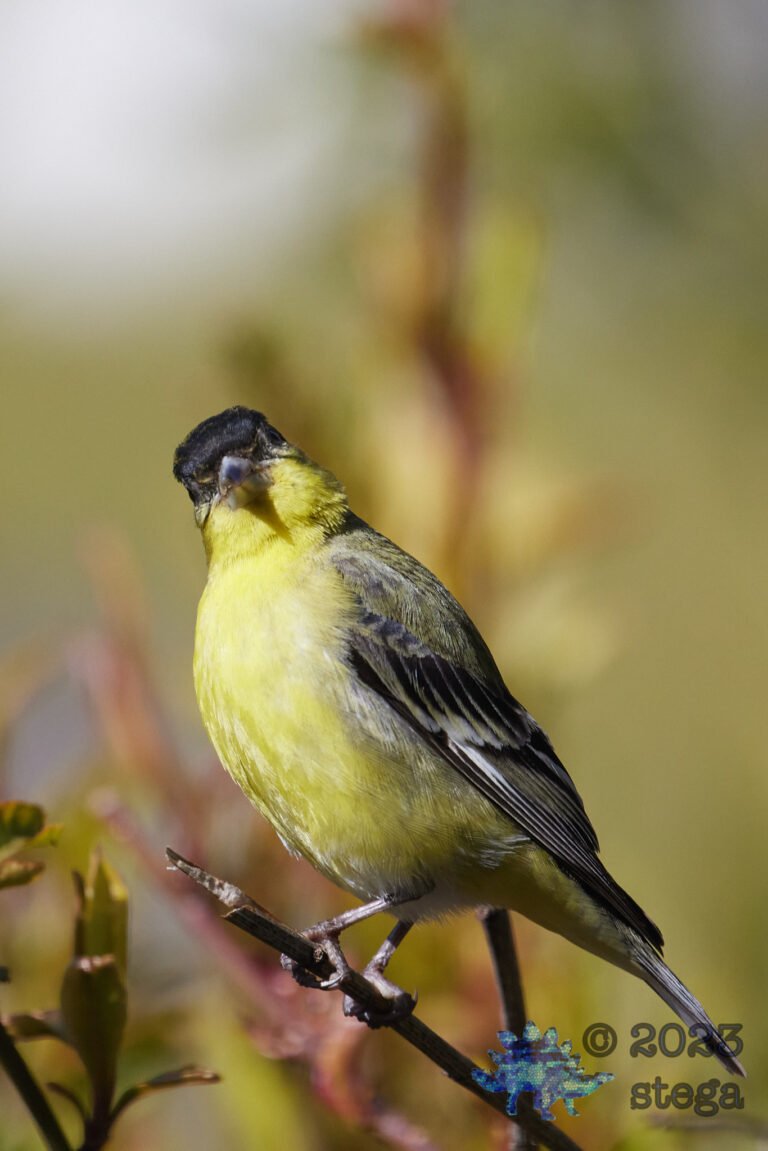 Lesser Goldfinch
