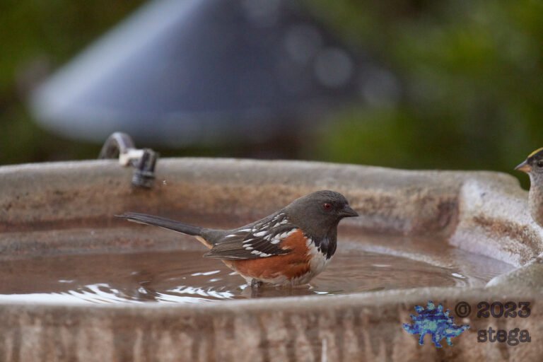 Spotted Towhee
