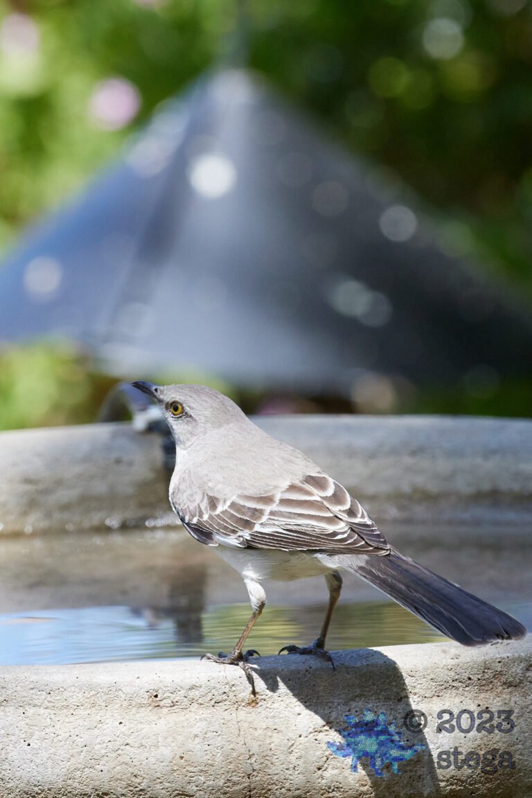 Northern Mockingbird