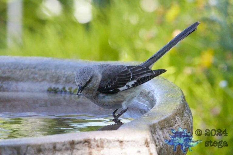 Northern Mockingbird