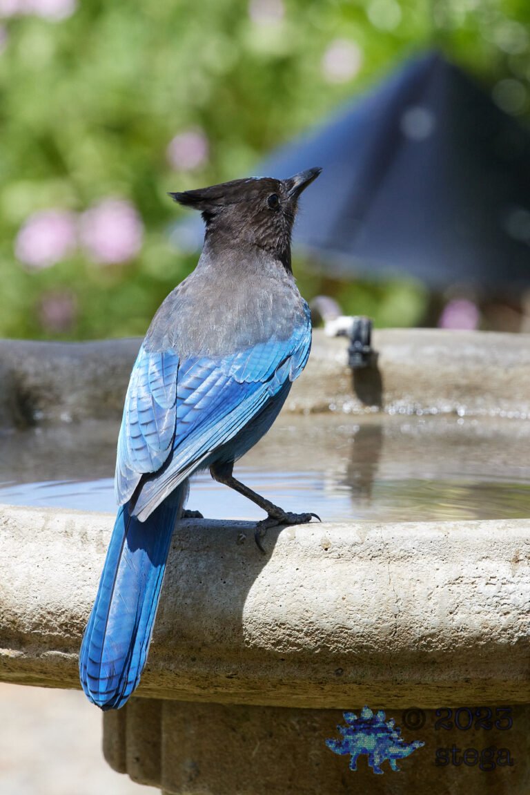 Steller’s Jay