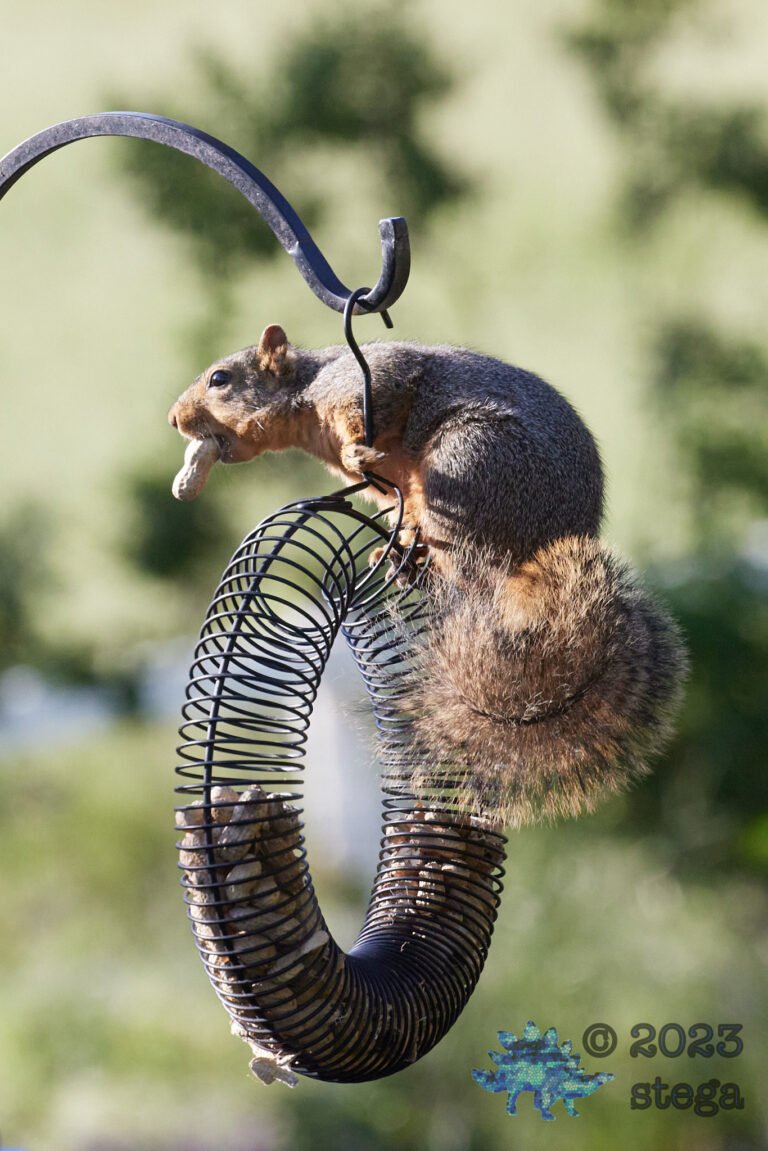 Fox Squirrel