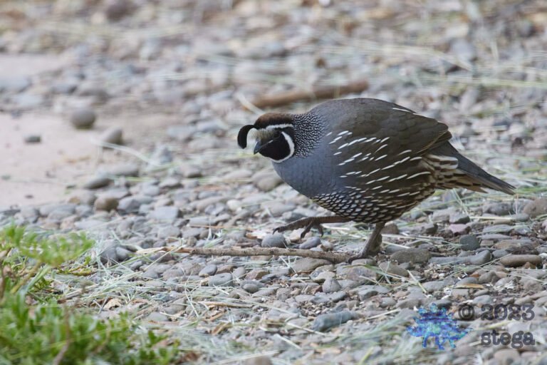 California Quail