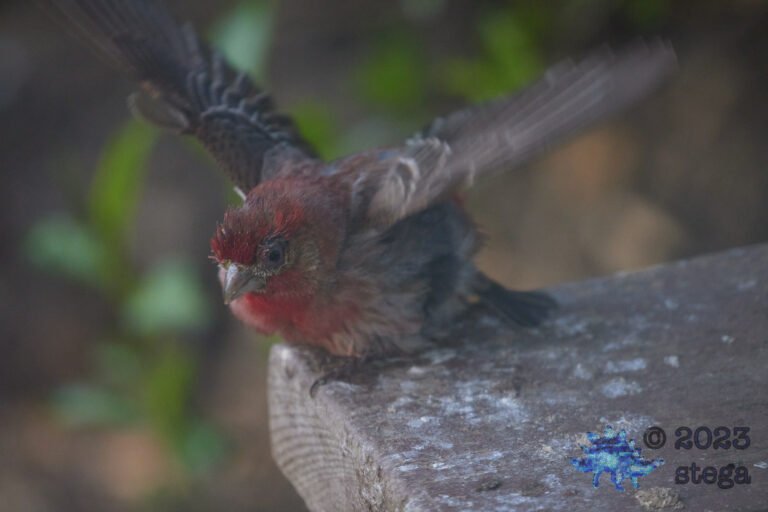 Sick House Finch