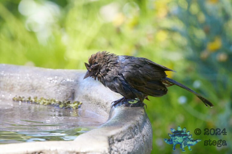 California Towhee
