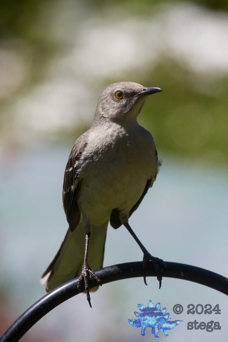 Northern Mockingbird
