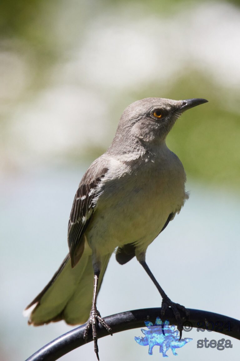 Northern Mockingbird