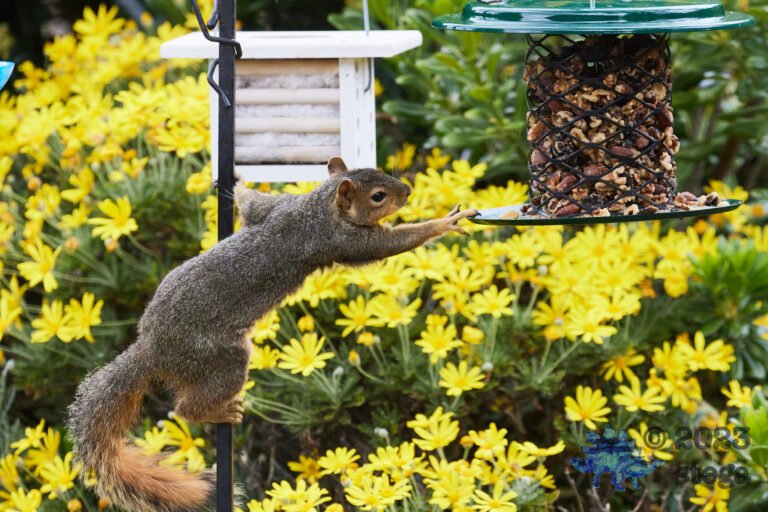 Fox Squirrel