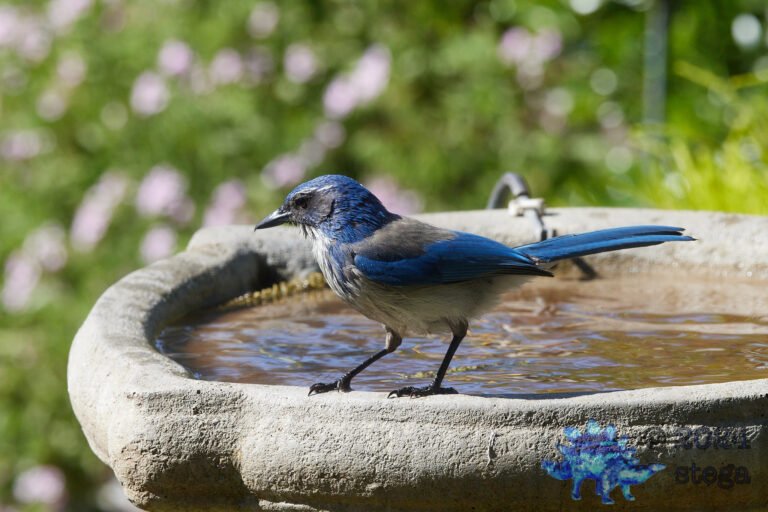 California Scrub Jay