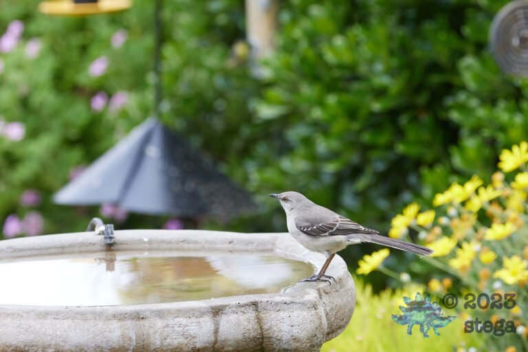 Northern Mockingbird