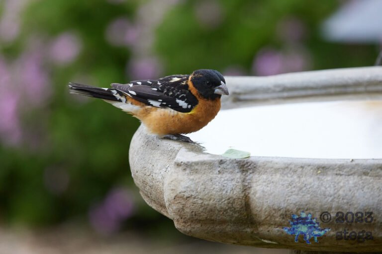 Black-headed Grosbeak