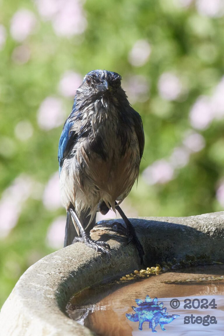 California Scrub Jay