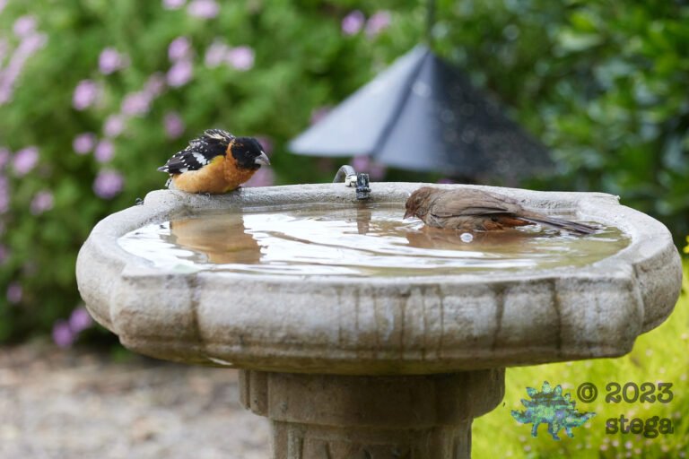 Black-headed Grosbeak, California Towhee