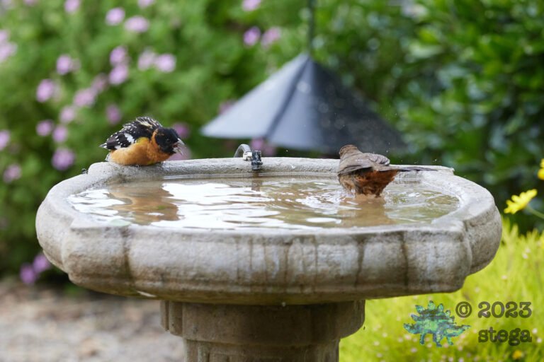 Black-headed Grosbeak, California Towhee
