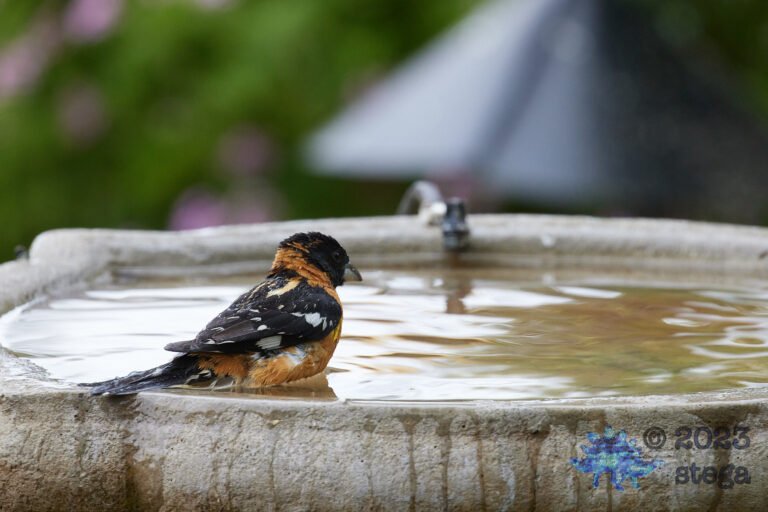 Black-headed Grosbeak