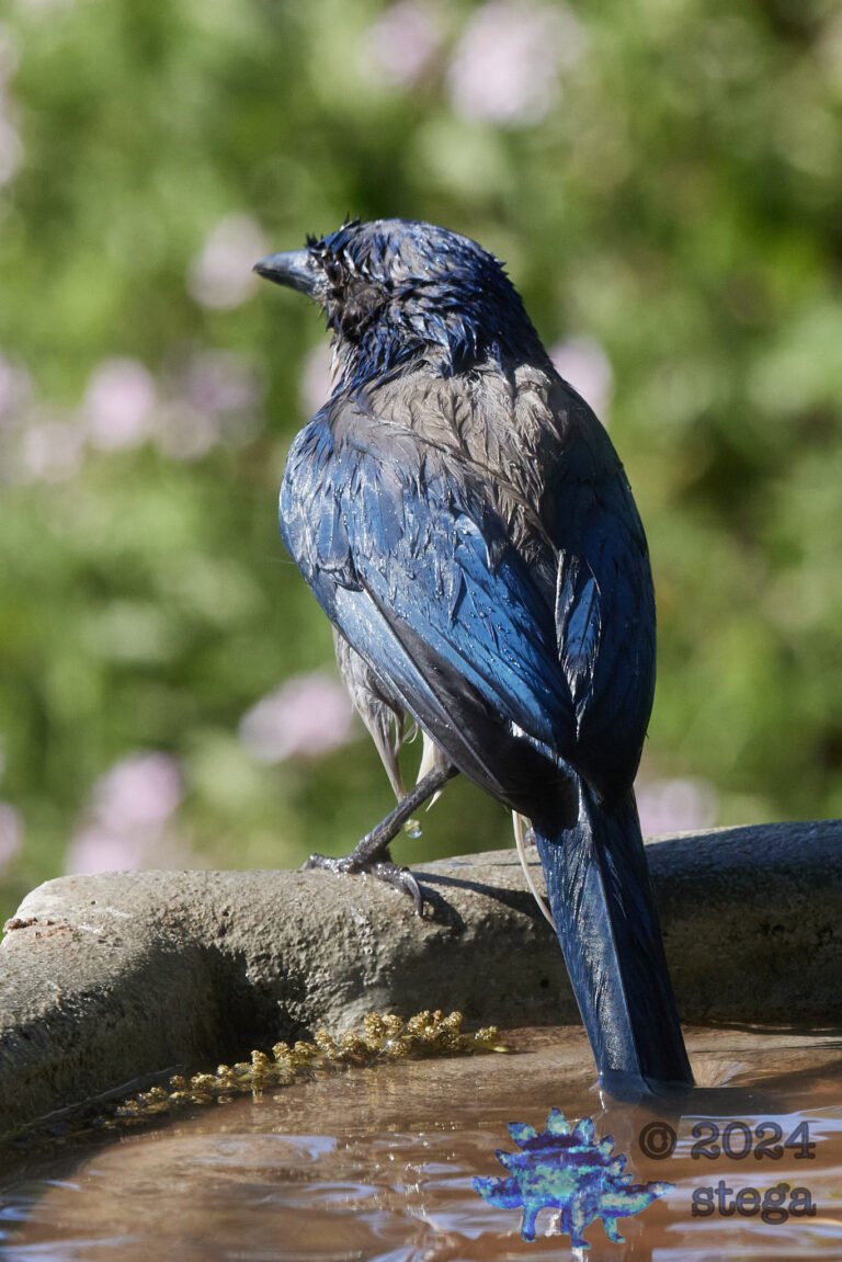 California Scrub Jay