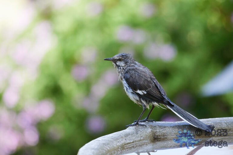 Northern Mockingbird