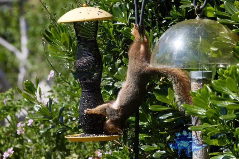 Fox Squirrel