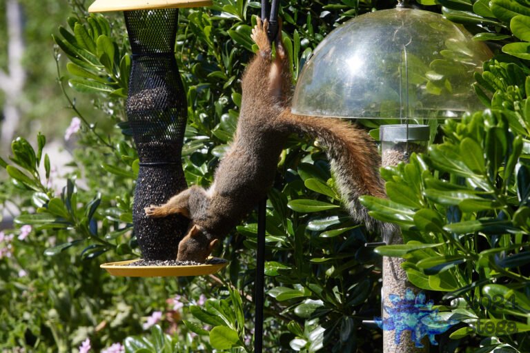 Fox Squirrel