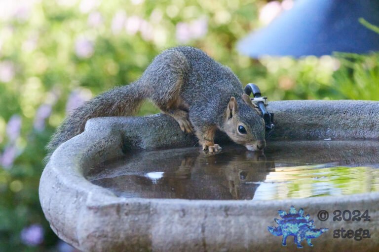 Fox Squirrel