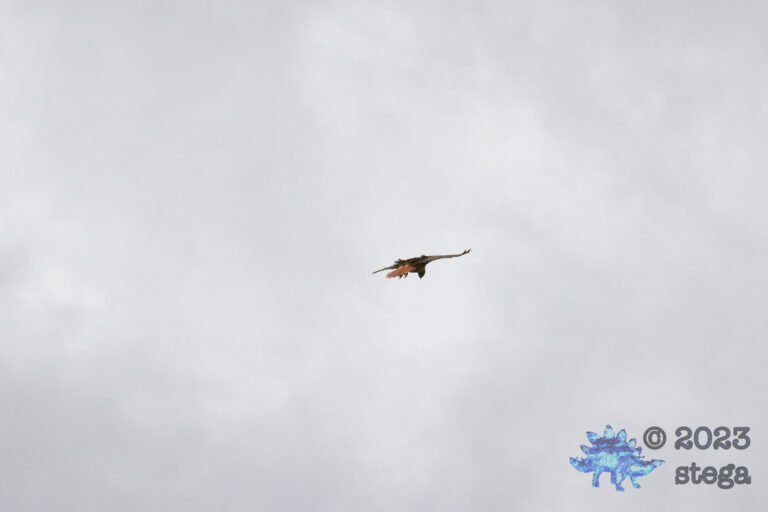 Red-Tailed Hawk