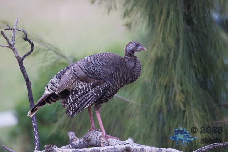 Wild Turkey