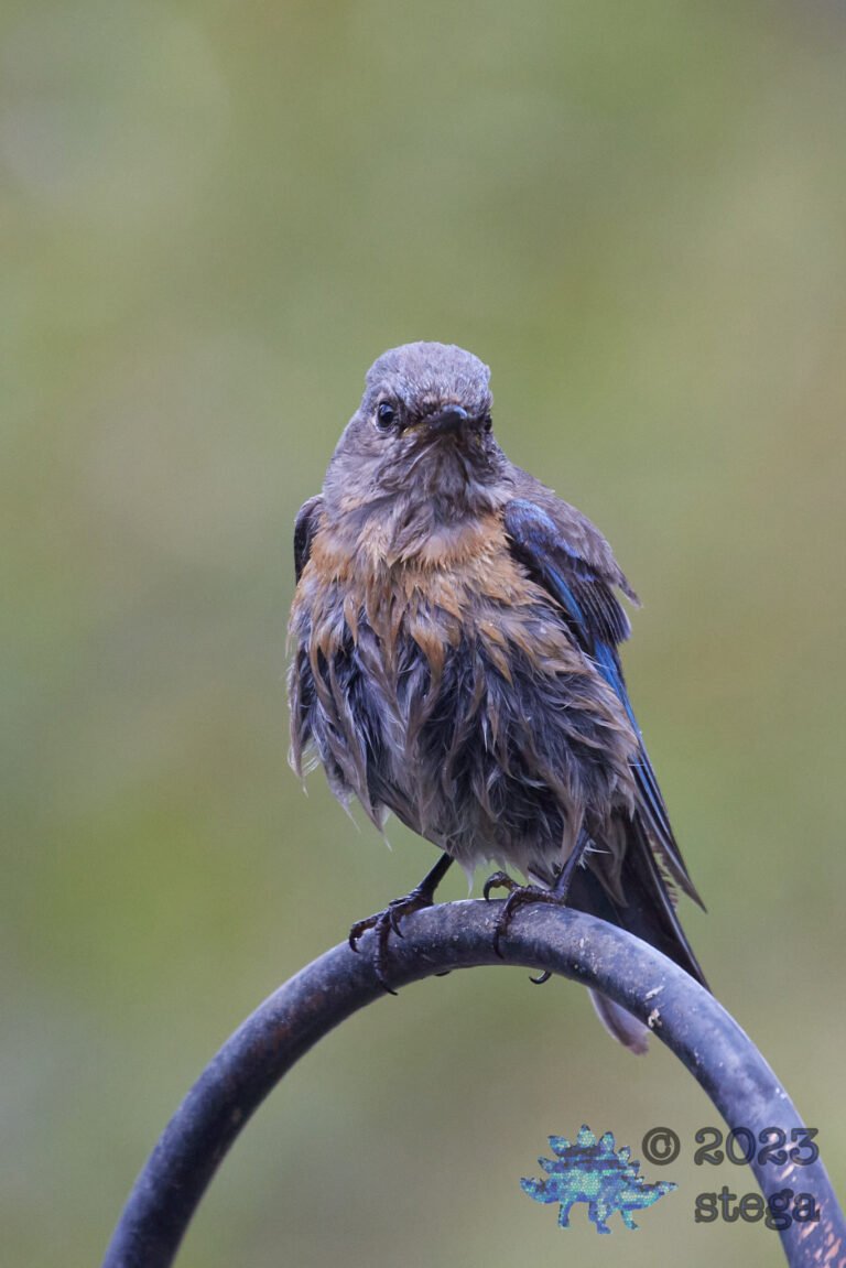 Western Bluebird