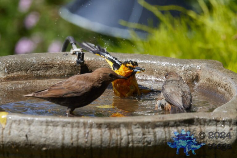 Bullock’s Oriole, California Towhee, European Starling
