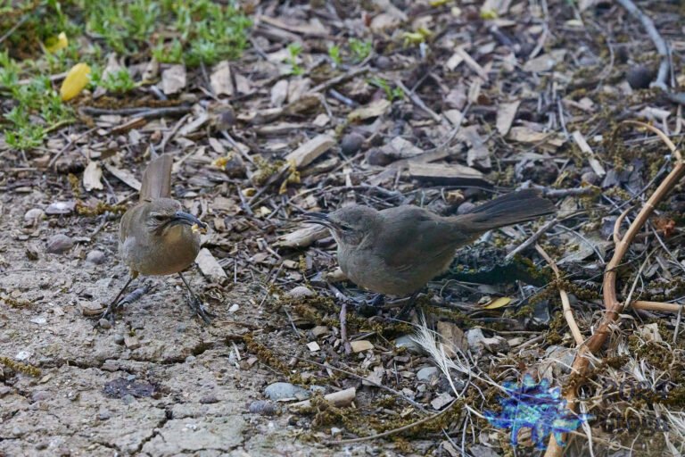 California Thrasher