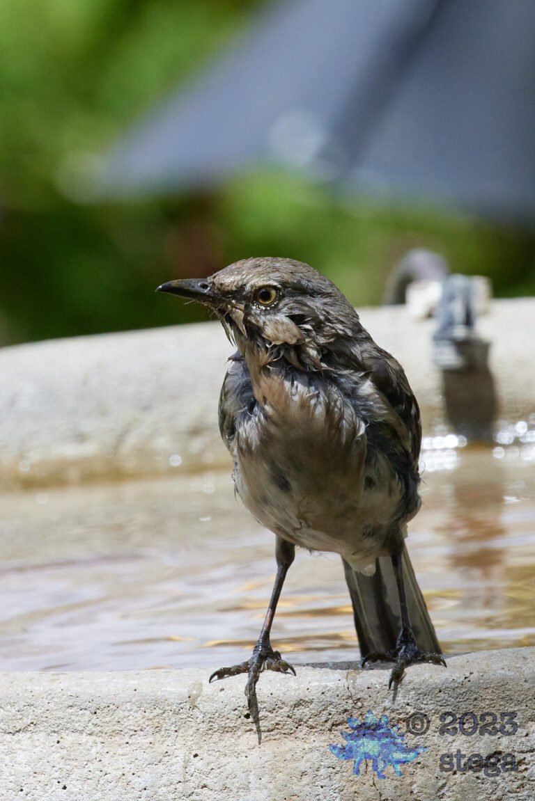 Northern Mockingbird
