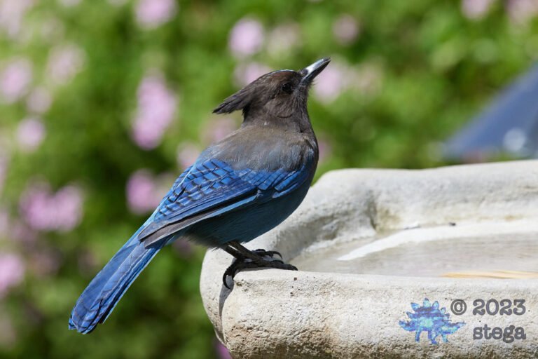 Steller’s Jay