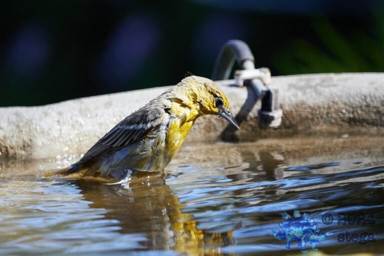 Hooded Oriole