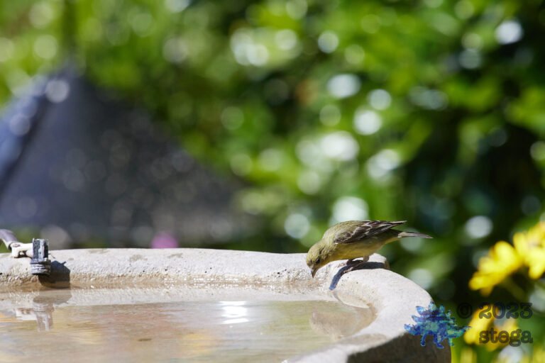 Lesser Goldfinch