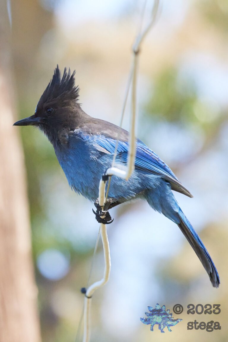 Steller’s Jay