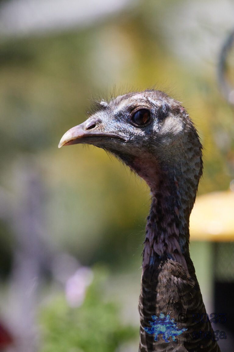 Wild Turkey