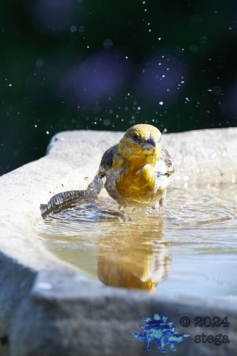 Bullock’s Oriole