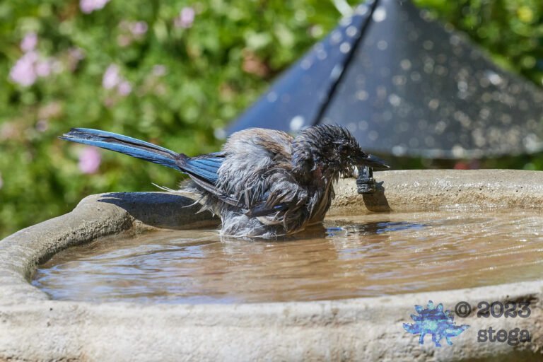 California Scrub Jay
